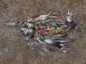 Heartbreakingly sad image by environmental awareness photographer Chris Jordan
